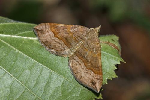 Réf. 309 877 : Scotopteryx chenopodiata